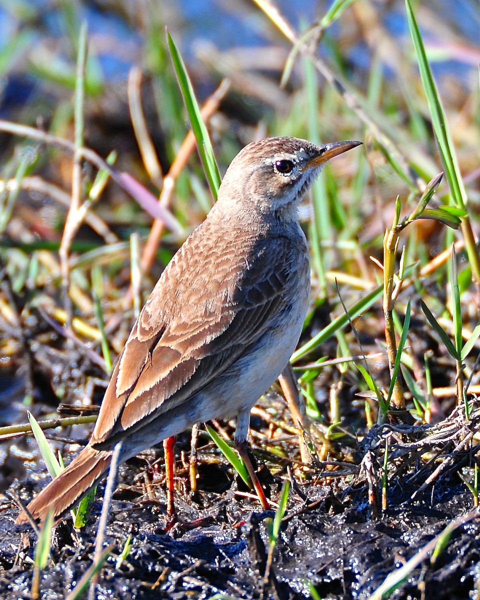 Plain-backed Pipit - Gerald Friesen