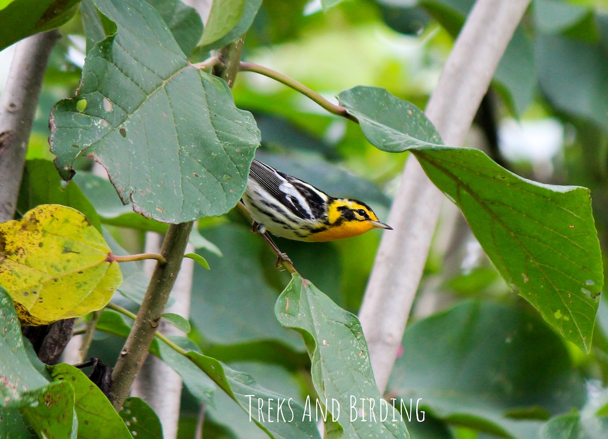 lesňáček jedlovcový - ML141603601