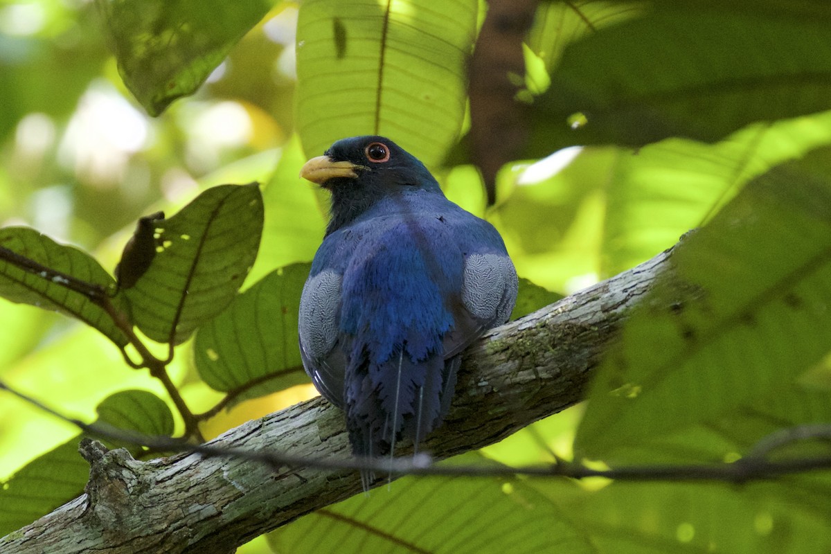 Kara Kuyruklu Trogon - ML141604321