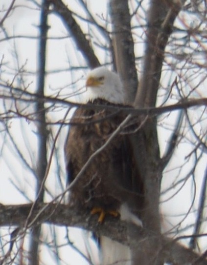 Bald Eagle - ML141604661