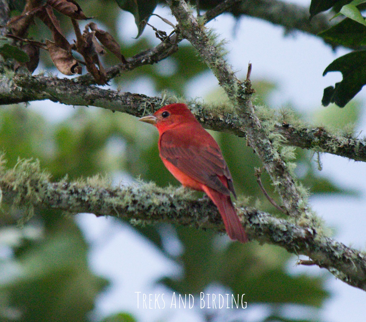 piranga ohnivá - ML141605351