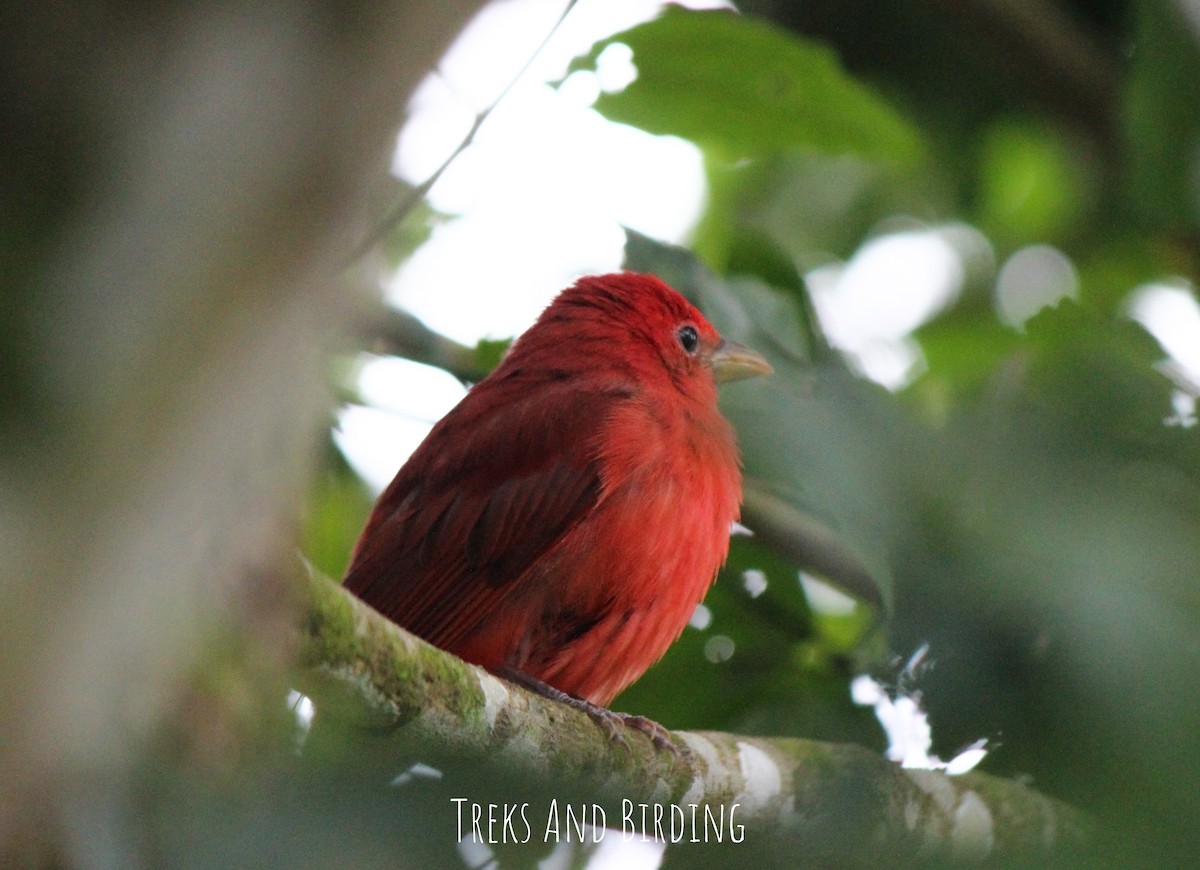 piranga ohnivá - ML141605371