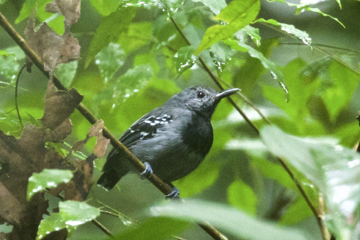 Long-winged Antwren - Nicole Desnoyers