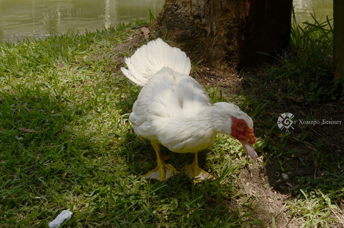 Muscovy Duck (Domestic type) - ML141606931
