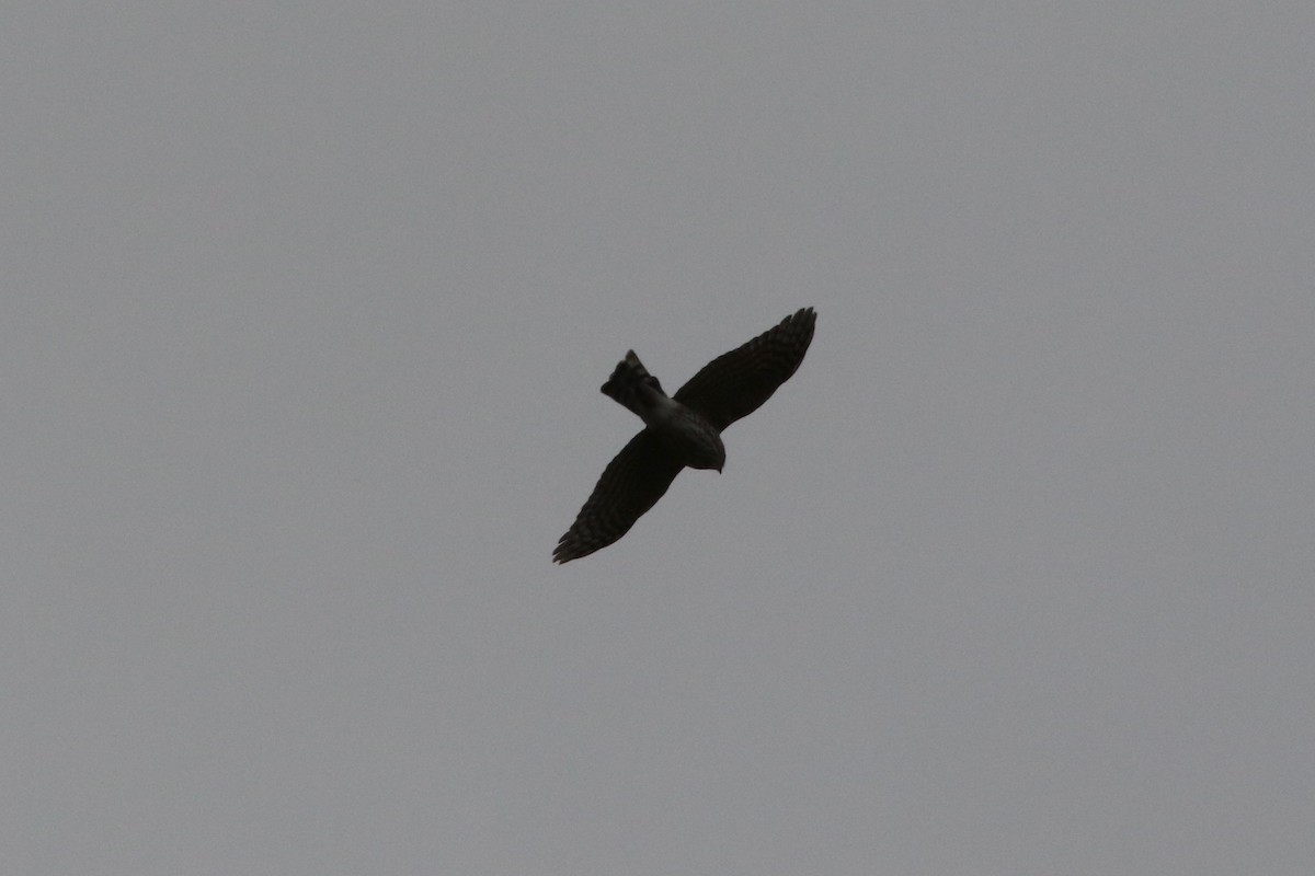 Sharp-shinned Hawk - ML141607421