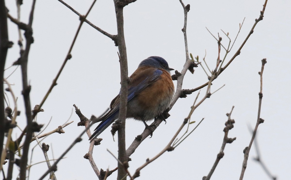 Western Bluebird - Laurens Halsey