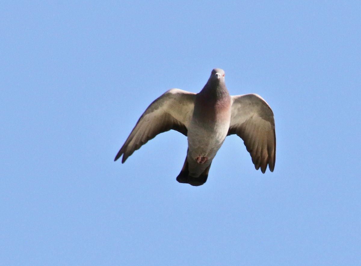 Rock Pigeon (Feral Pigeon) - ML141608421