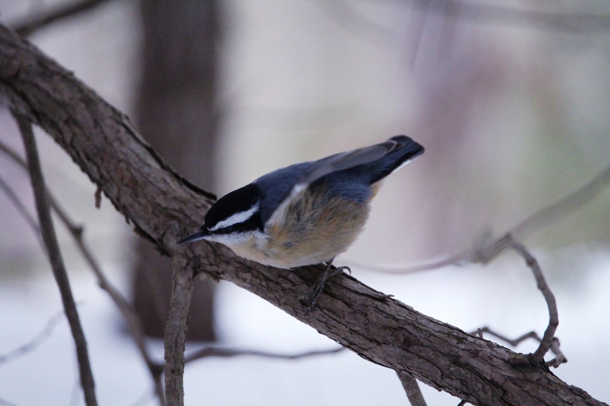 Red-breasted Nuthatch - ML141609891