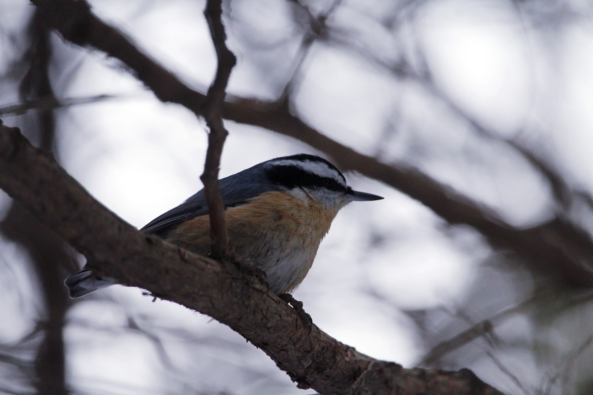 Red-breasted Nuthatch - ML141609921