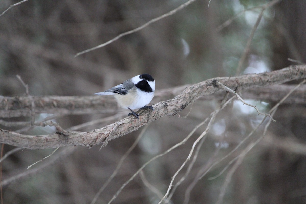 Black-capped Chickadee - ML141609981