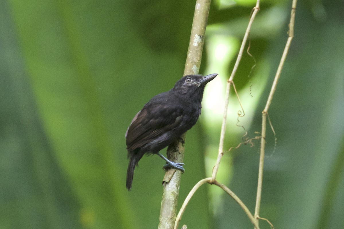 Castelnau's Antshrike - Nicole Desnoyers