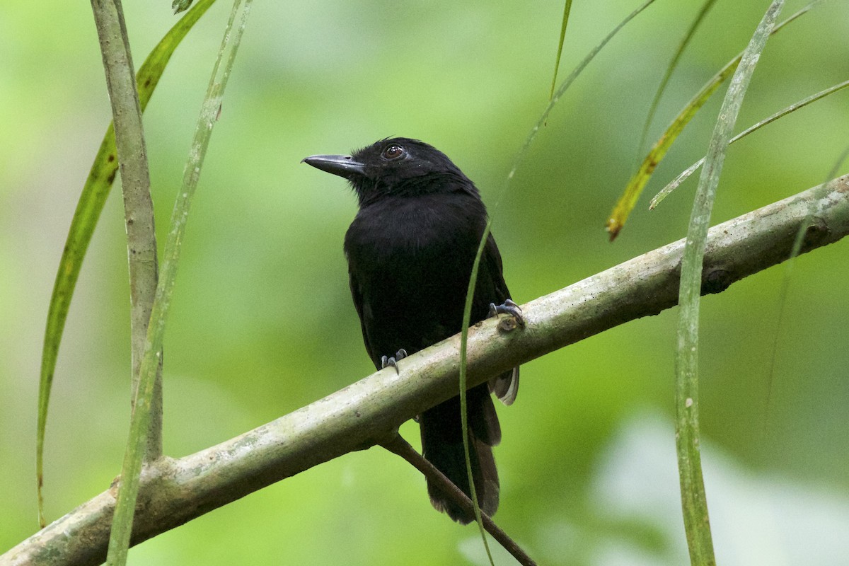 Castelnau's Antshrike - Nicole Desnoyers