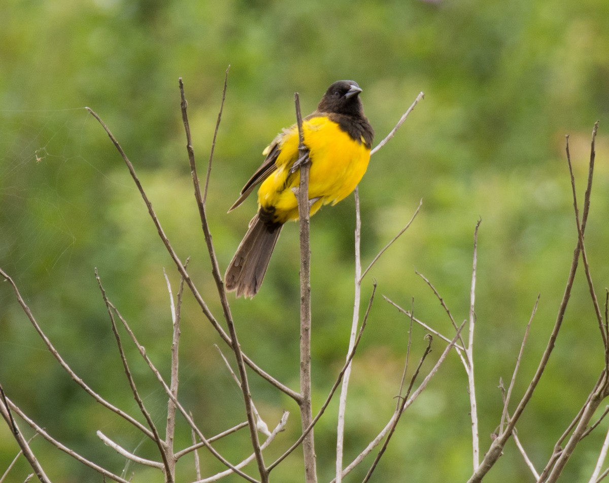 Yellow-rumped Marshbird - ML141610901