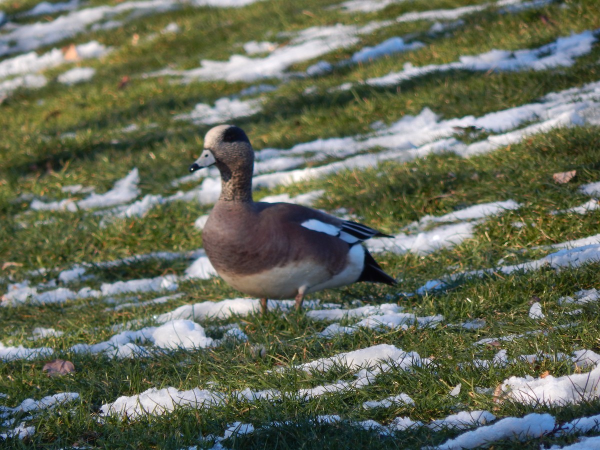 American Wigeon - ML141611131