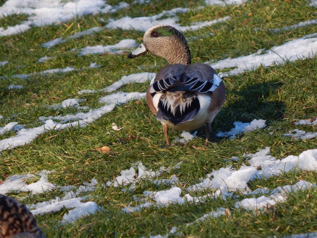 American Wigeon - ML141611161