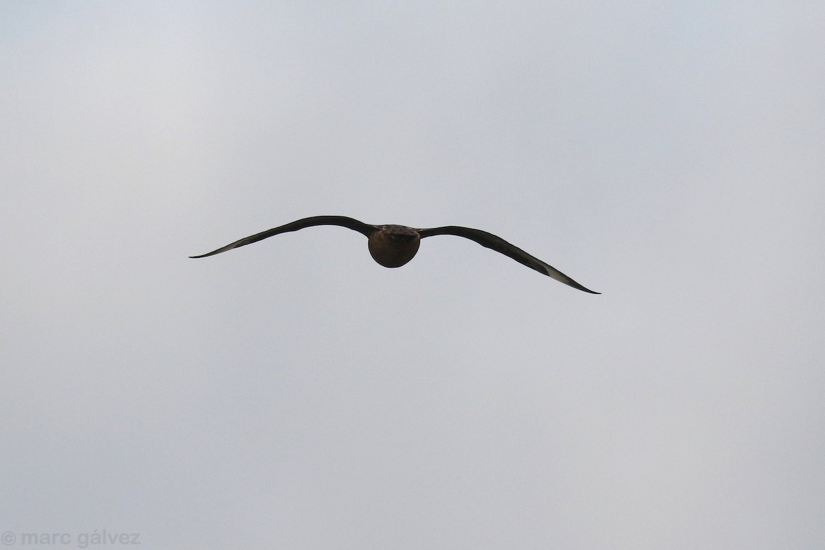 Great Skua - ML141616491