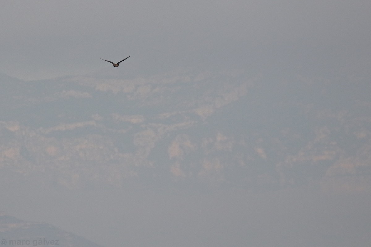 Great Skua - ML141616661