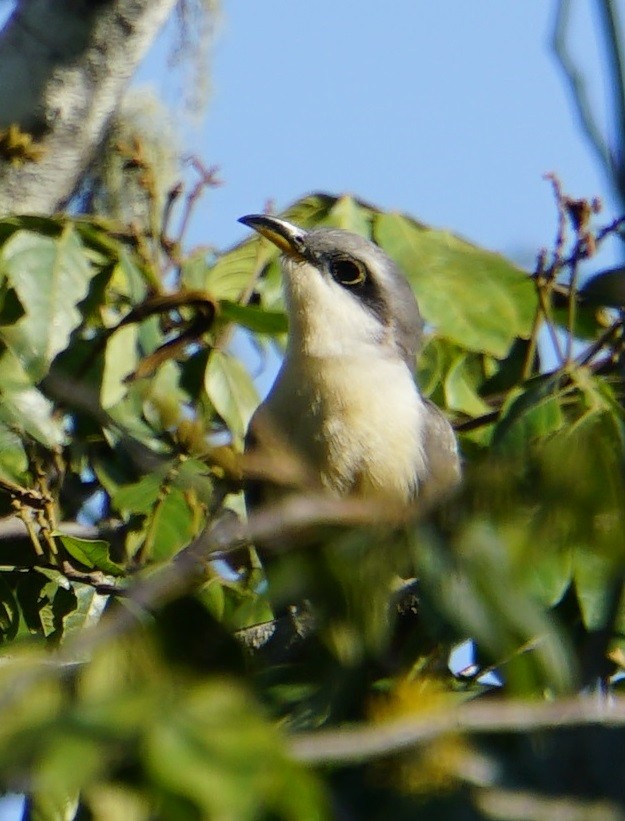 Mangrovekuckuck - ML141618041