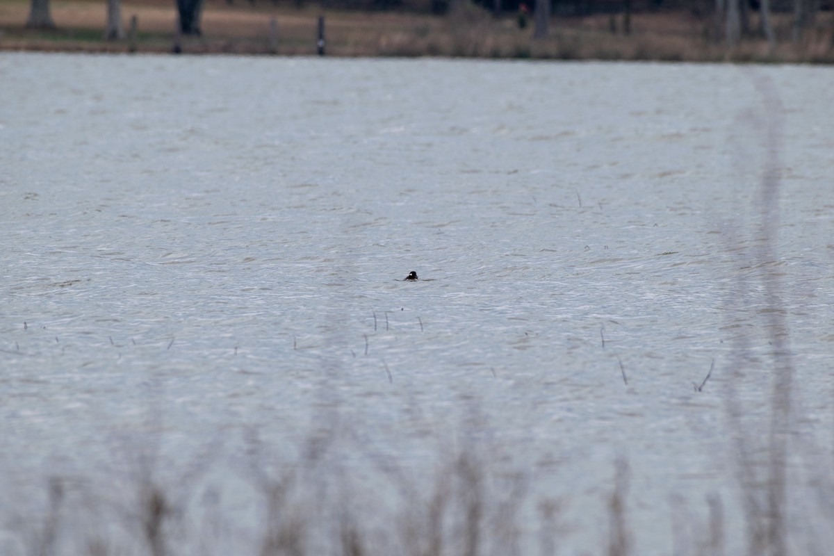 Bufflehead - ML141618181