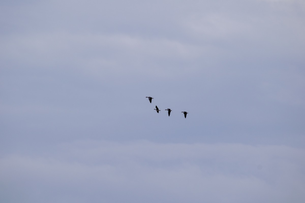 Greater White-fronted Goose - ML141618521