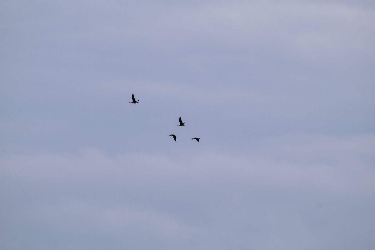 Greater White-fronted Goose - ML141618531