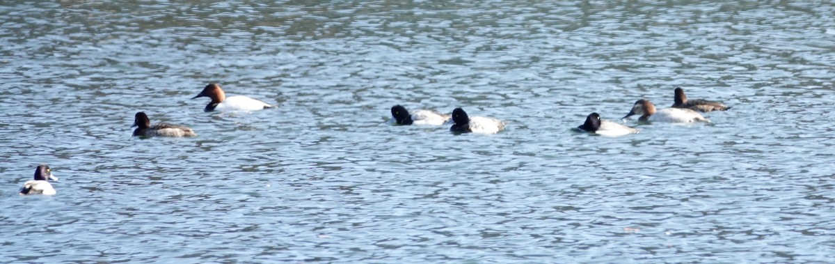Canvasback - ML141620011