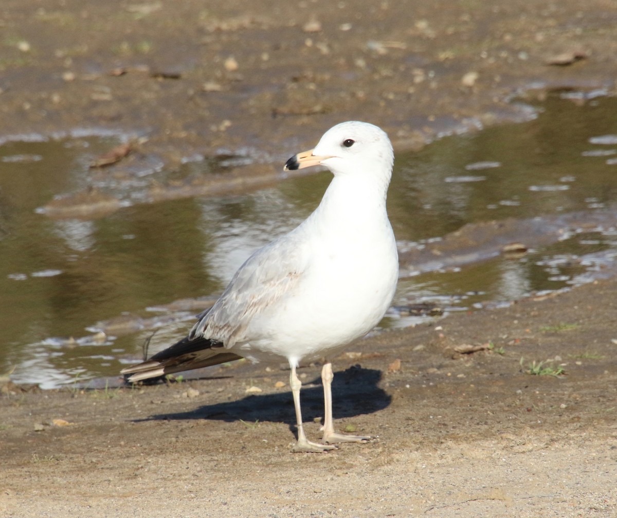 Ring-billed Gull - Millie and Peter Thomas