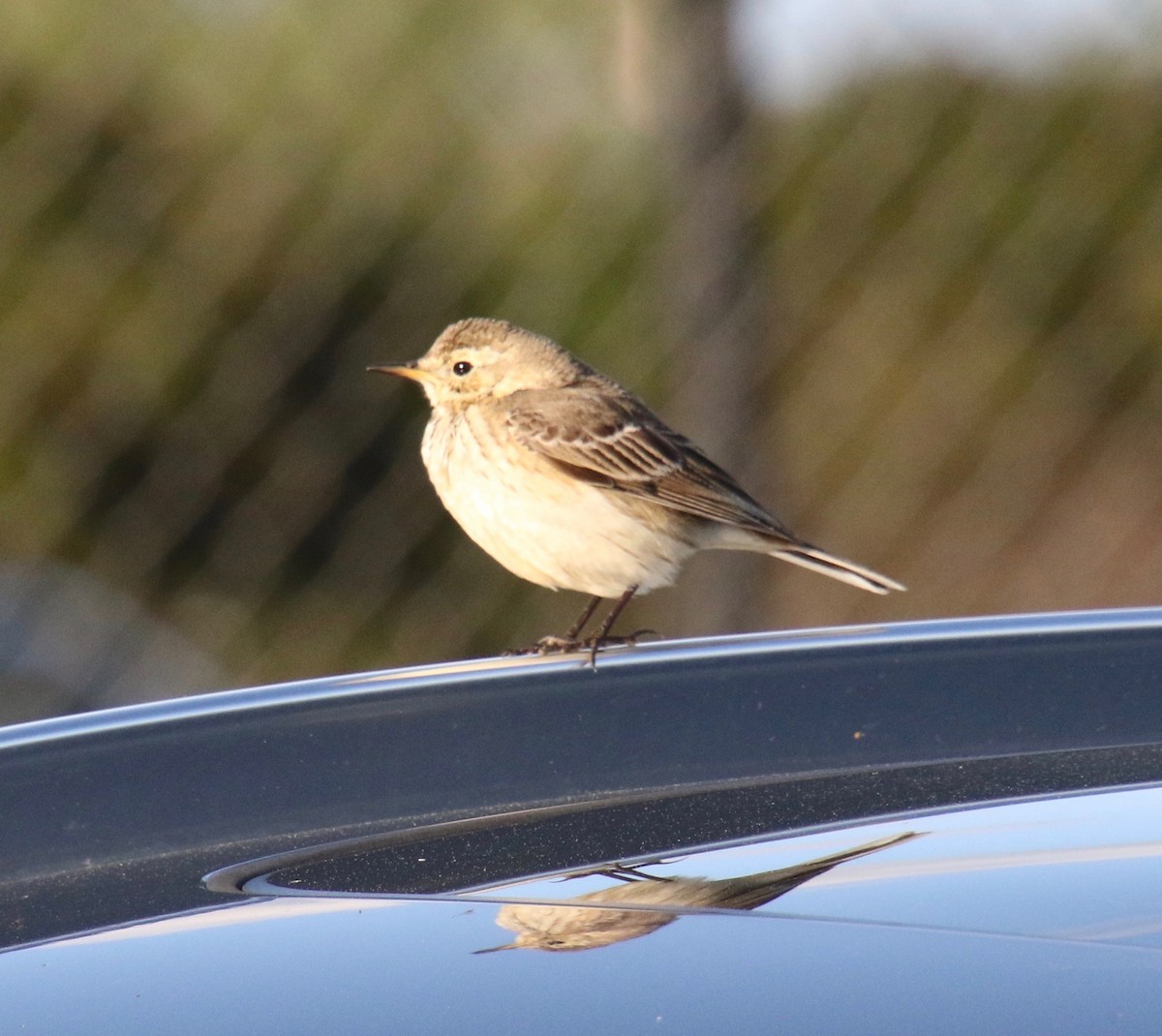 American Pipit - Millie and Peter Thomas