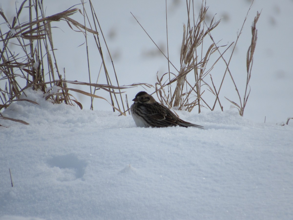 Lapland Longspur - Eric Moody