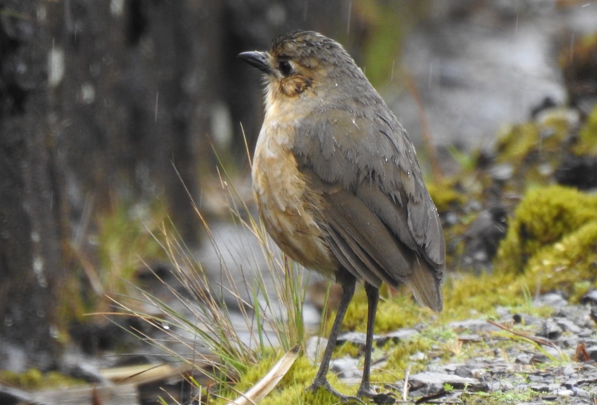 Tawny Antpitta - ML141622041