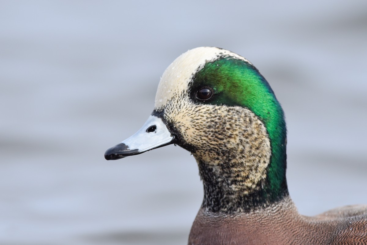 American Wigeon - ML141622281