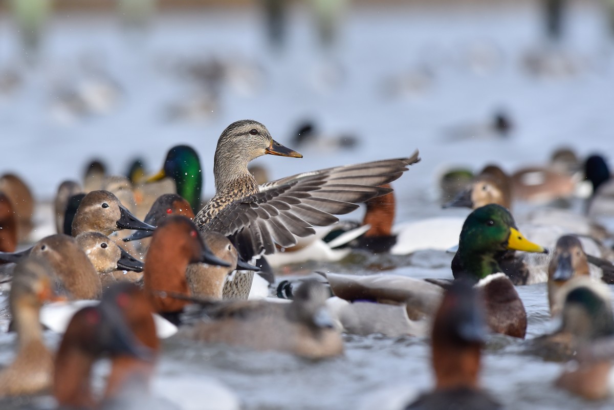 Canard colvert - ML141622321