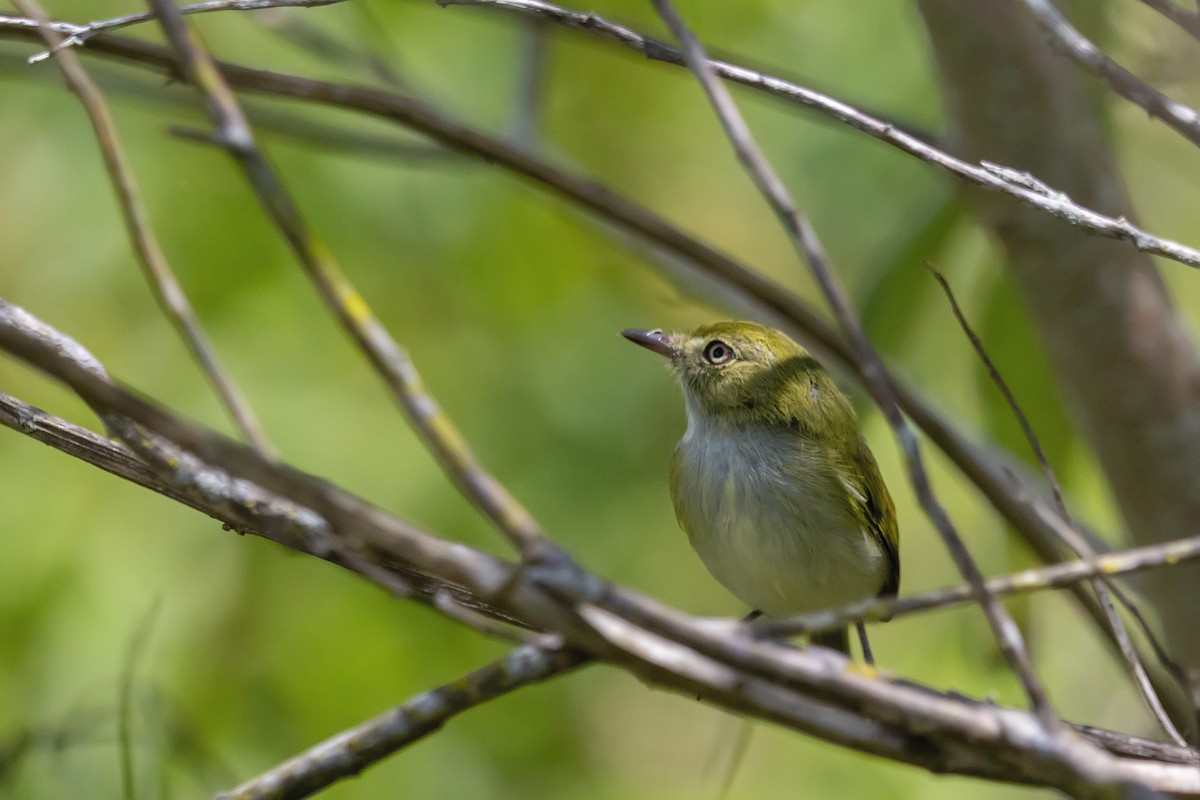 Hangnest Tody-Tyrant - ML141623001