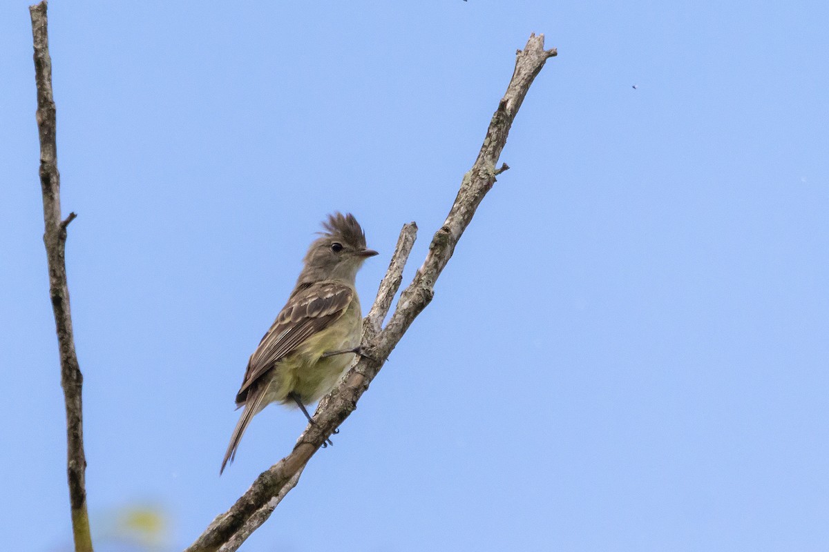 Yellow-bellied Elaenia - ML141623141