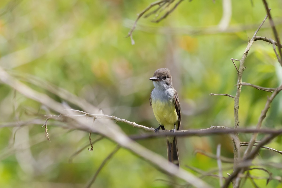 Brown-crested Flycatcher - ML141623211