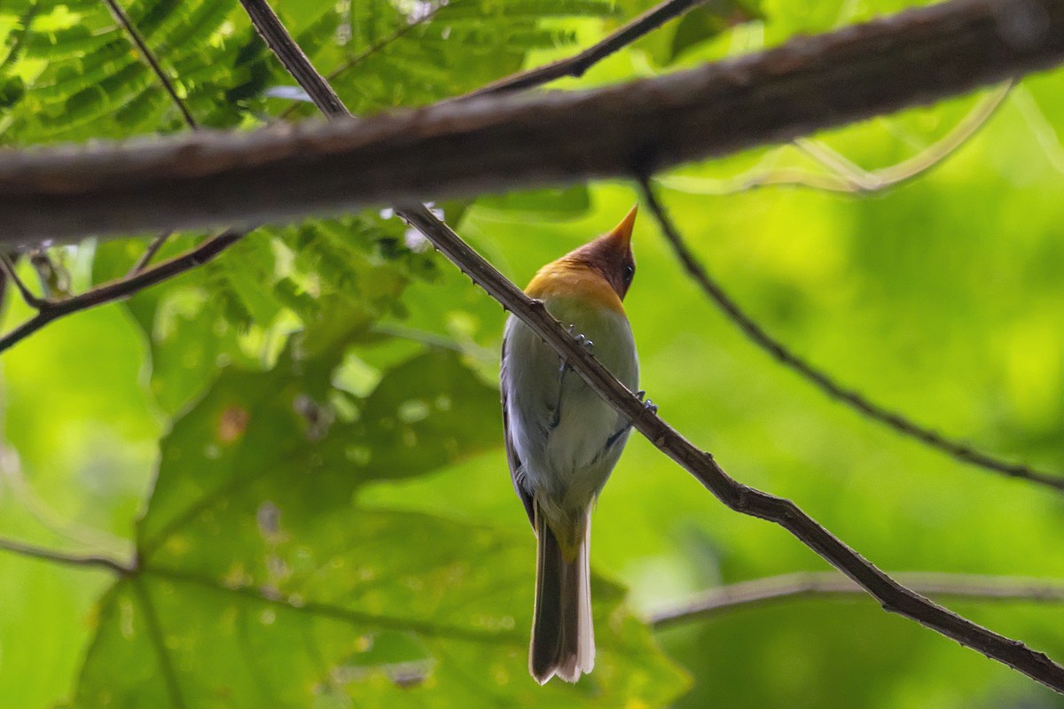 Rufous-headed Tanager - ML141623521