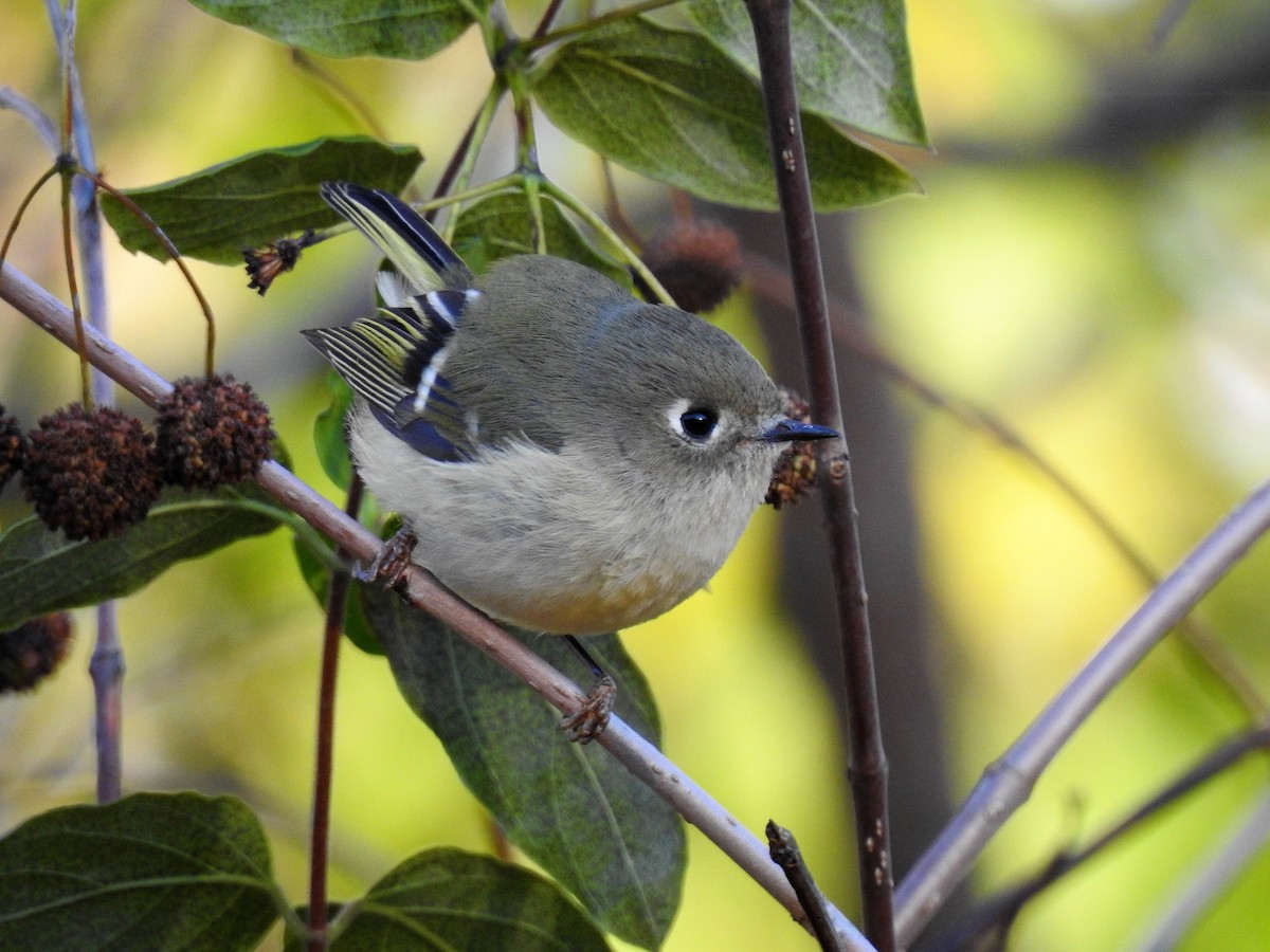 Ruby-crowned Kinglet - ML141623811