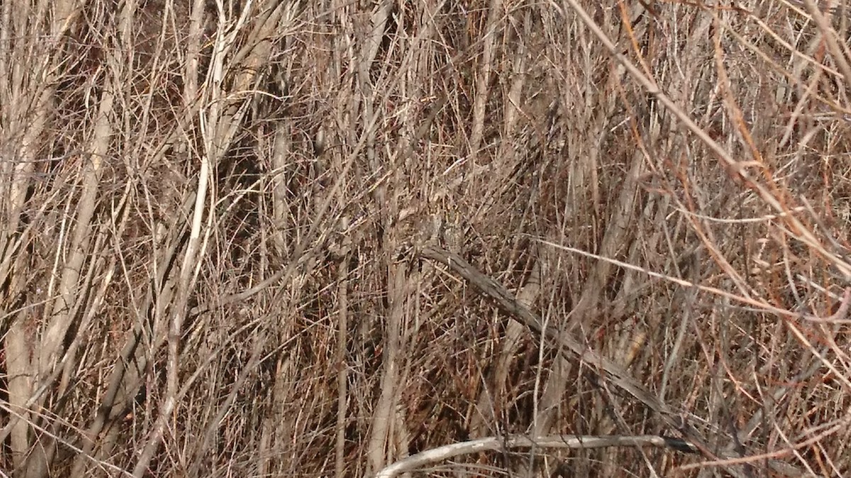 Long-eared Owl - ML141624021
