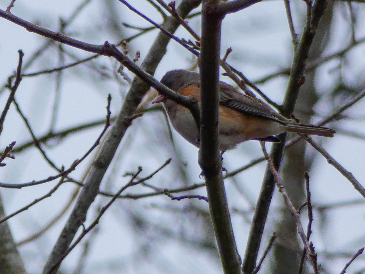 Dark-eyed Junco (cismontanus) - ML141624711