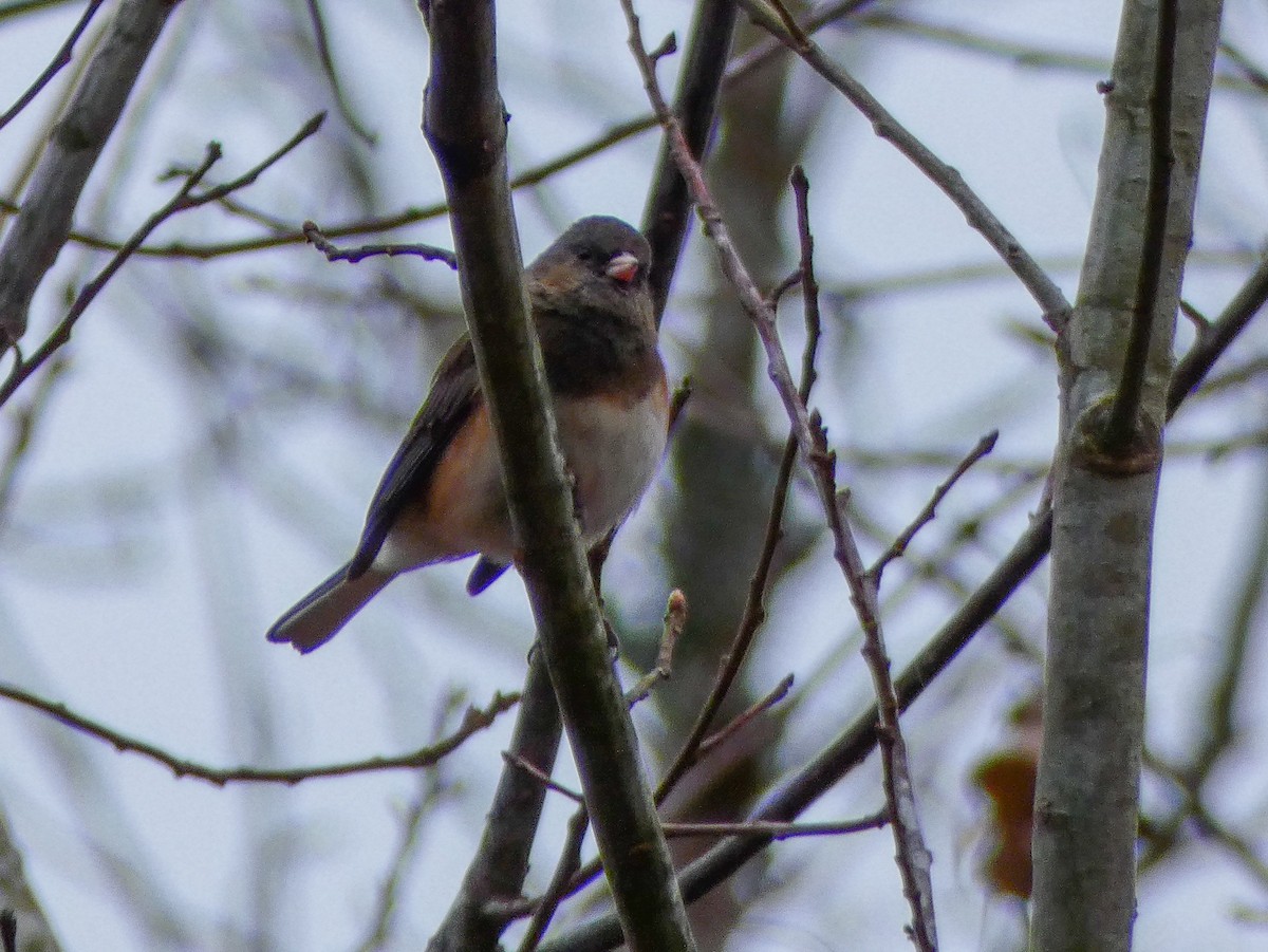 Dark-eyed Junco (cismontanus) - ML141624721