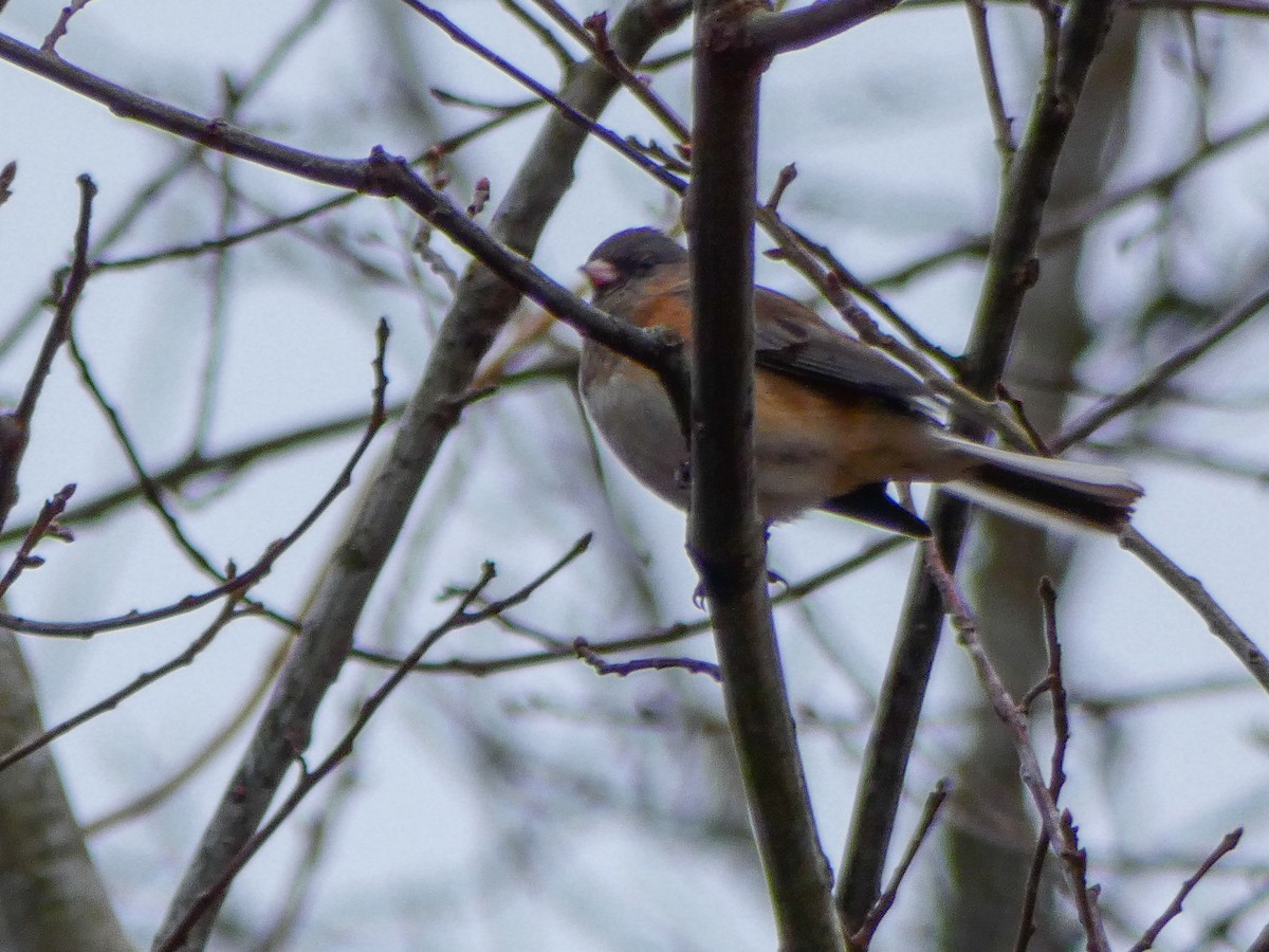 Dark-eyed Junco (cismontanus) - ML141624731
