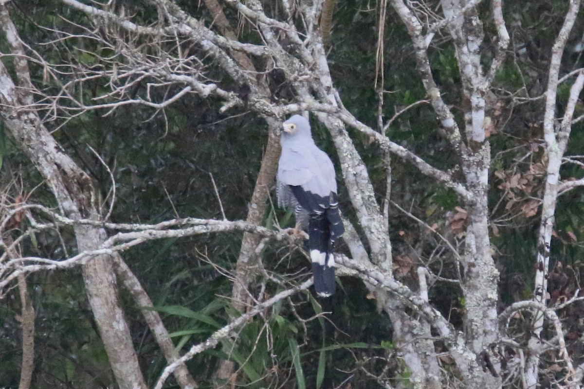 Madagascar Harrier-Hawk - ML141624801