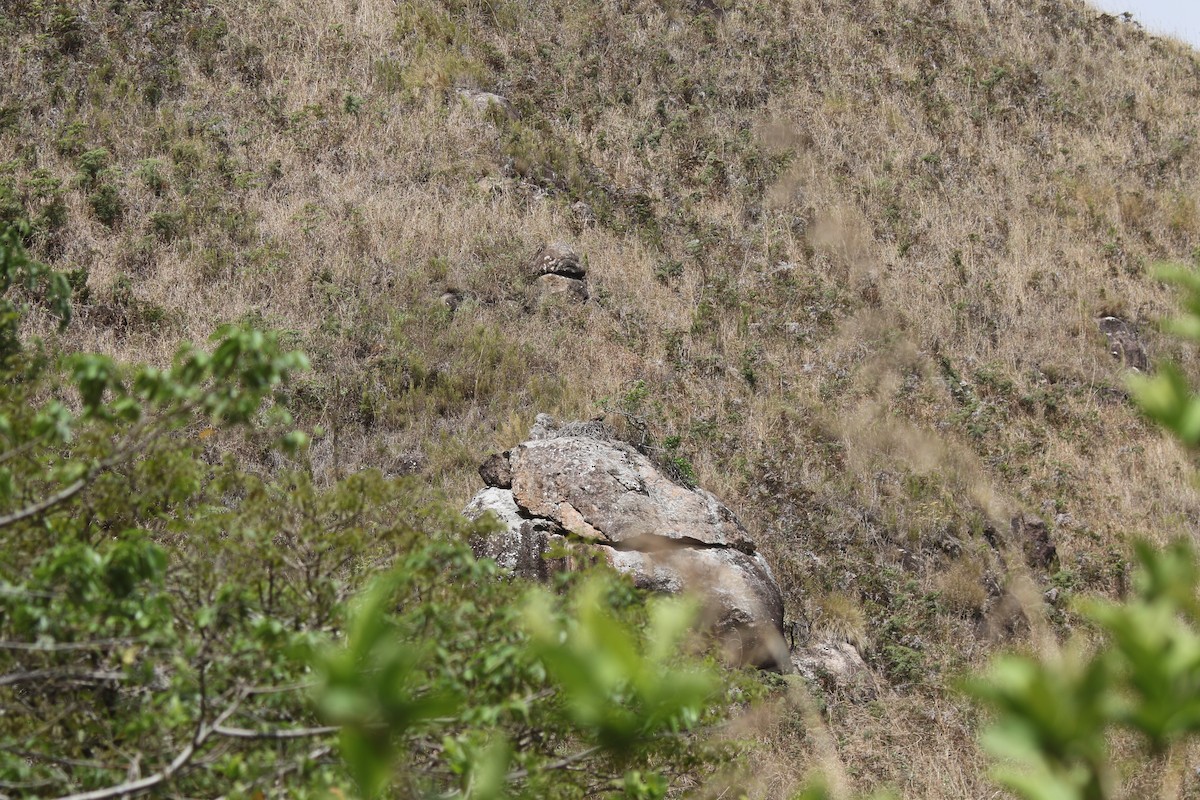 Madagascar Buzzard - ML141624821