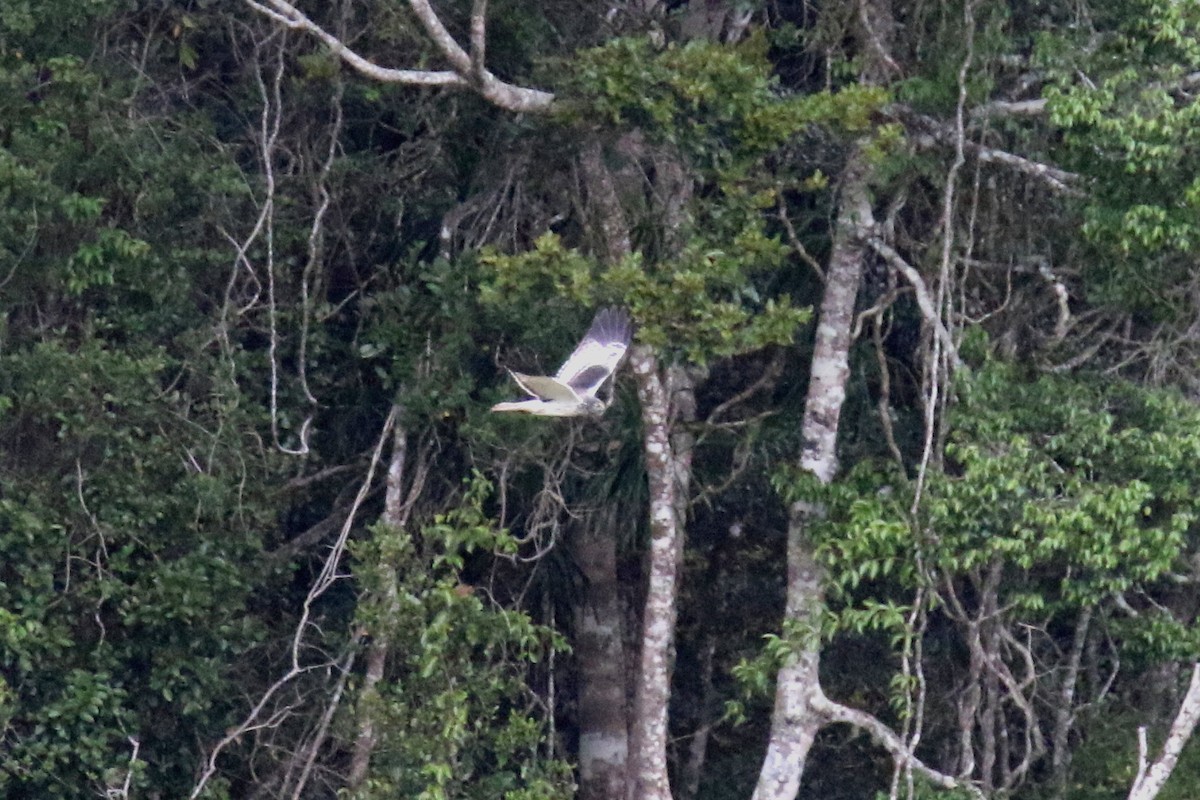 Malagasy Harrier - ML141624831