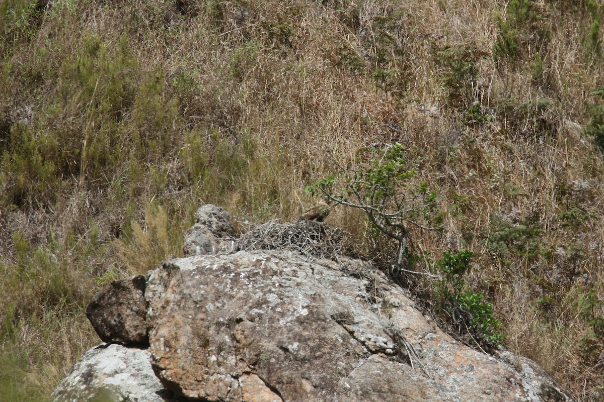 Мадагаскарский канюк - ML141624851