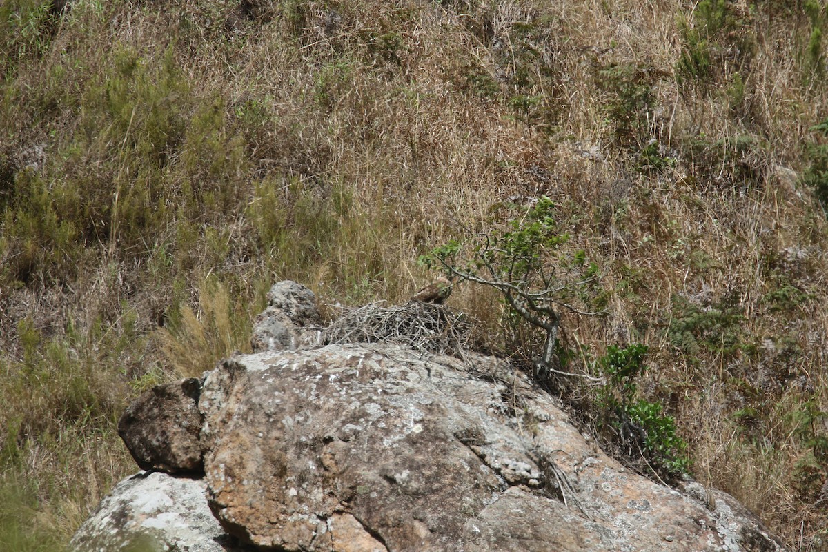 Madagascar Buzzard - ML141624851