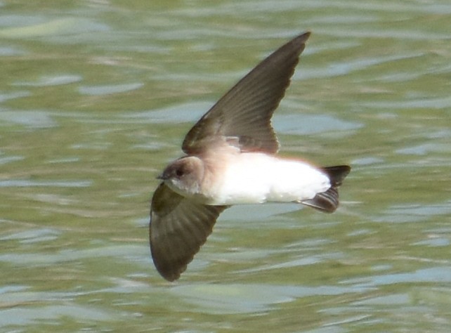 Northern Rough-winged Swallow - ML141625081