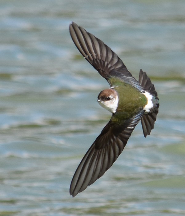 Violet-green Swallow - ML141625121