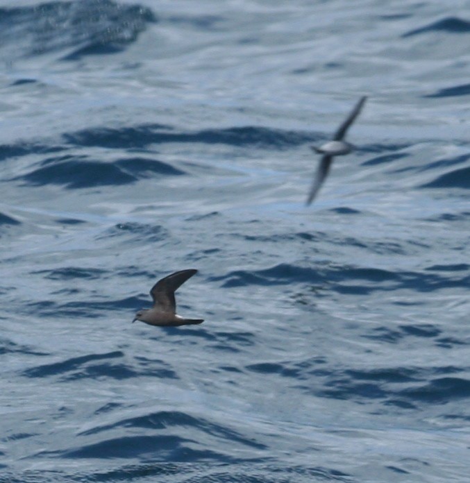 Leach's Storm-Petrel - ML141626511