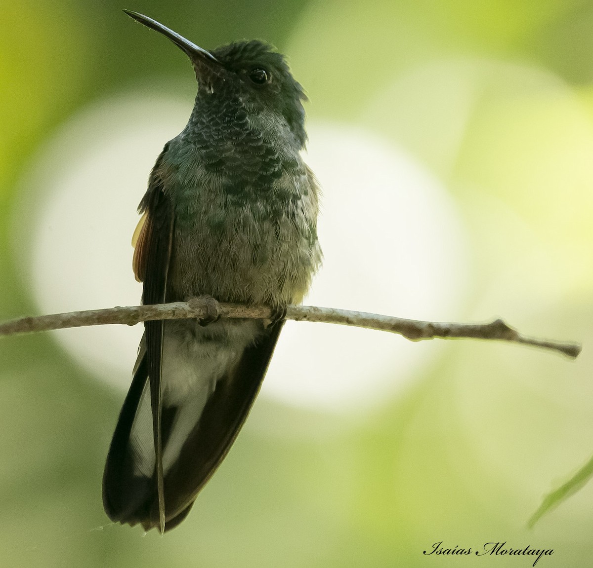 kolibřík páskoocasý - ML141626621